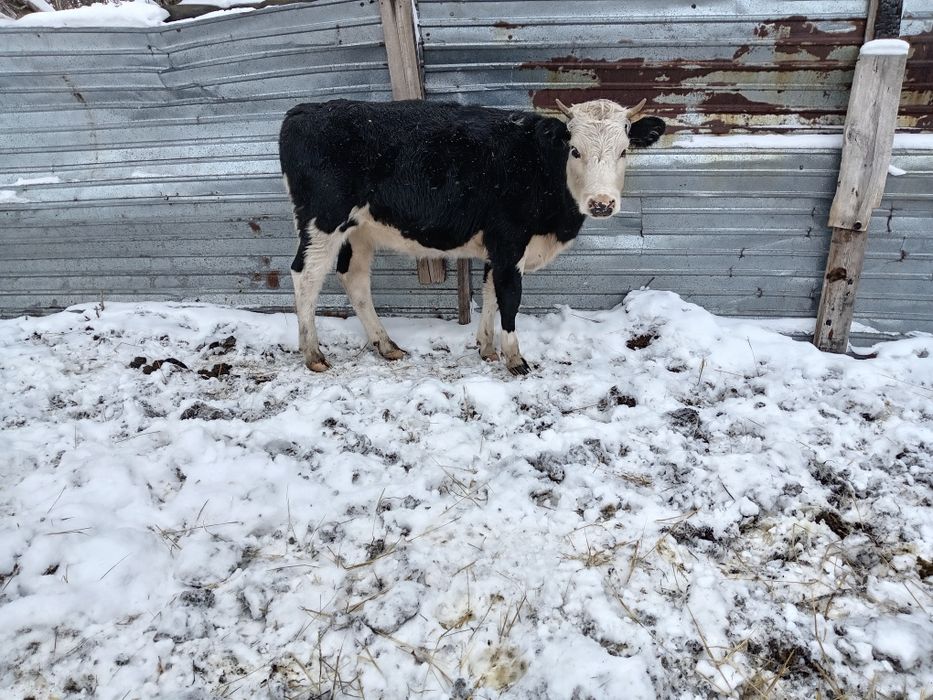 Ассалаумағалейкум полторашка сатамын сатамын