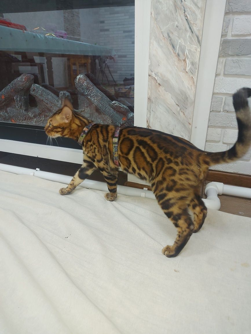 Бенгальская кошка