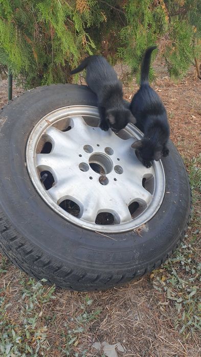 mercedes e220 cdi w210