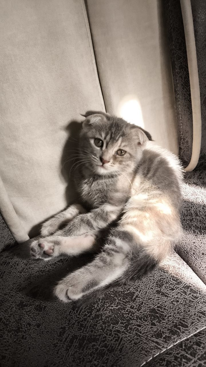 Продаётся срочно веслоухий котёнок