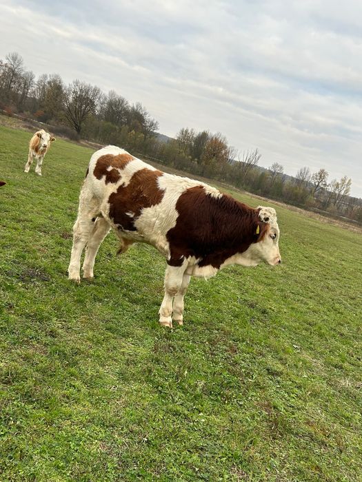 Vând viței bălțați