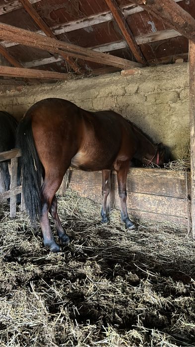 Vând manji (de preferat toti odată)