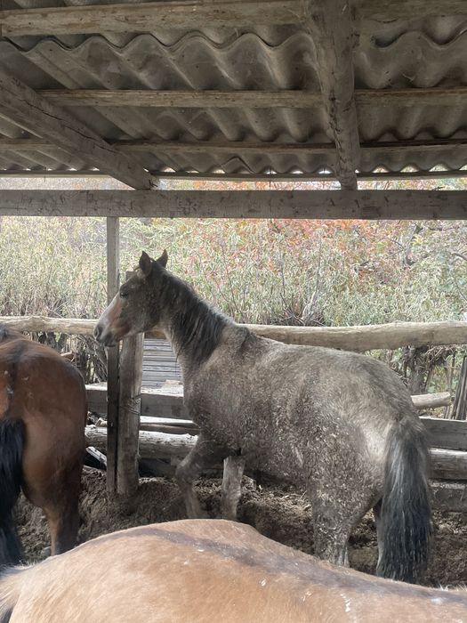 1.5 жасар бурыл тай сатылады багасы 520мын келісім бар, 15 жасар ат750