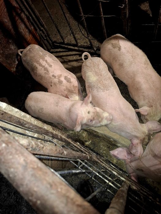 Продавам малки прасенца !