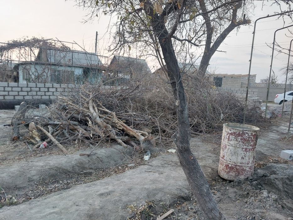 Мевали дарахт утин