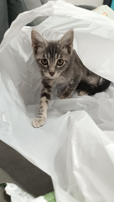 Ищу семью для котят