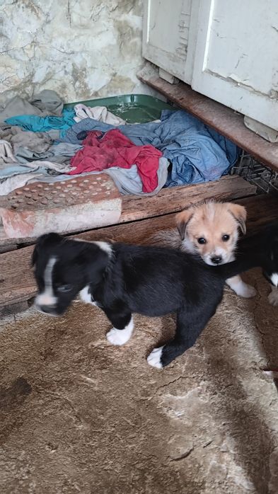 Подарявам две кученца момче и момиче