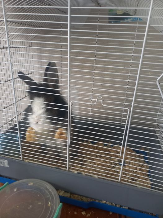 Подарявам зайче без кретката