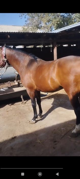 6 yoshar ot Aygʻirlikka zoʻr