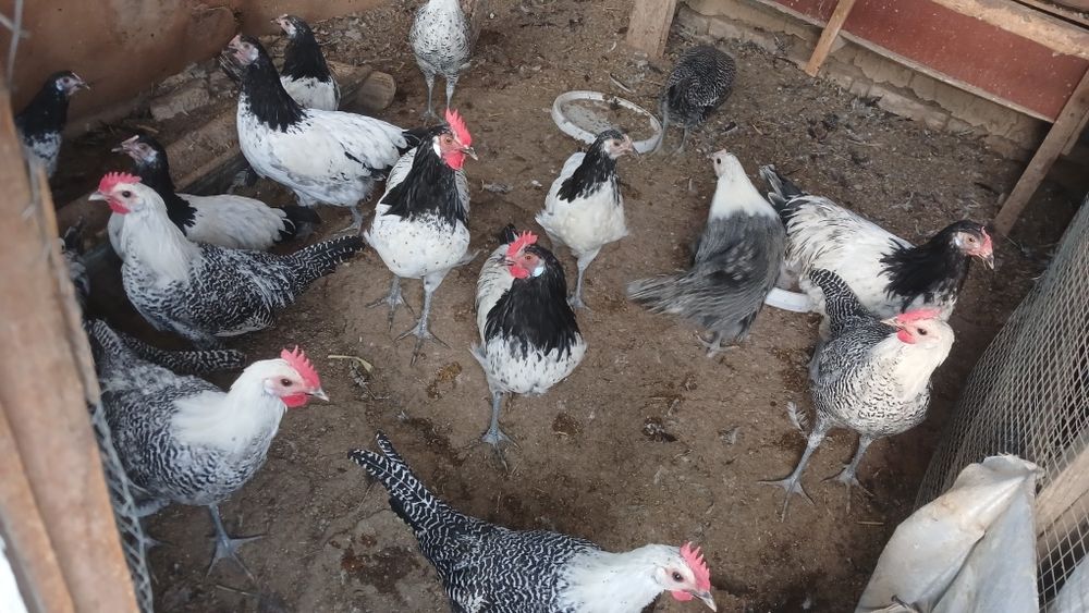 Lakadelfi va Brekirlar Xorozi Sotiladi