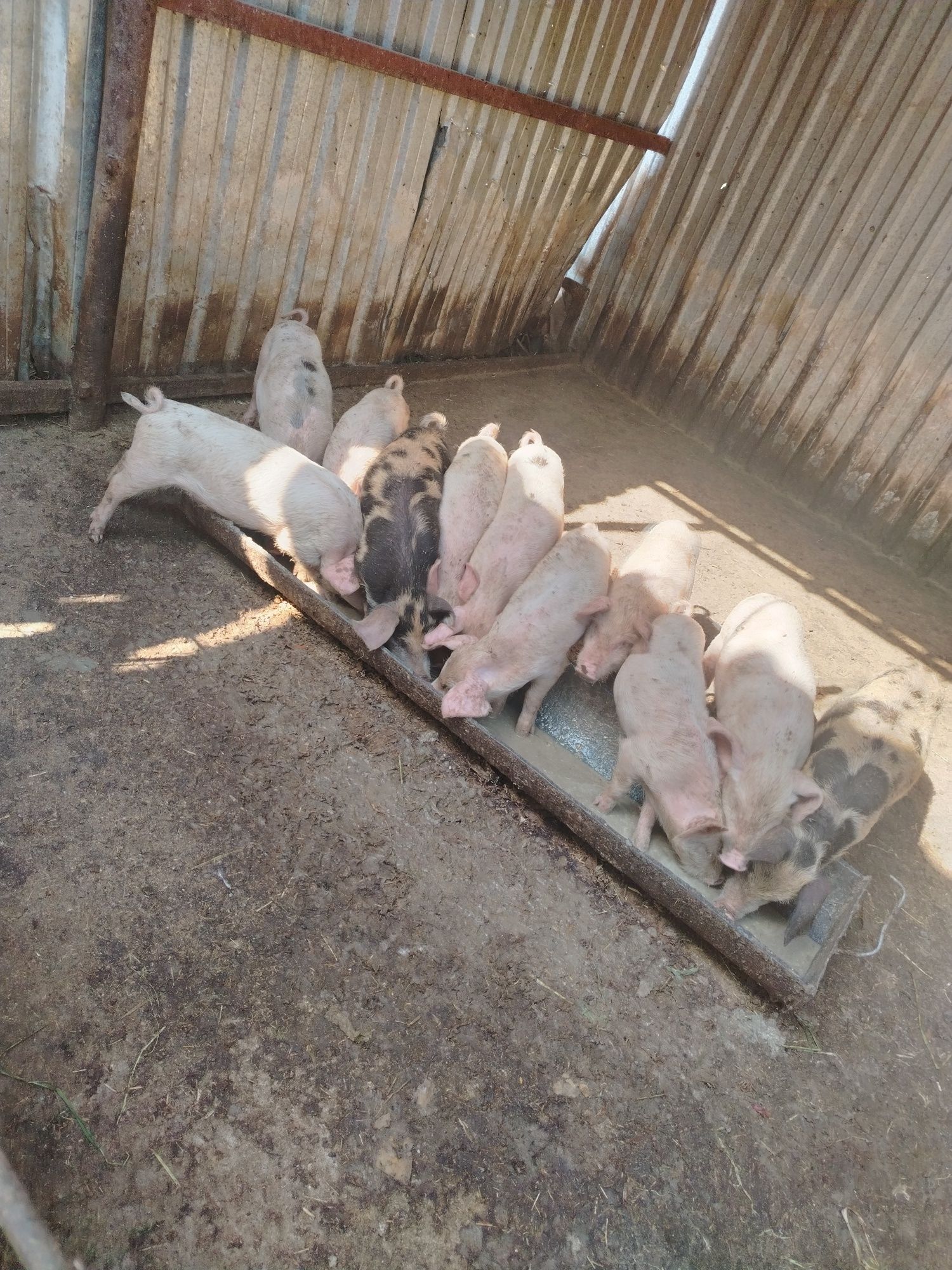2 ой лик чучкача