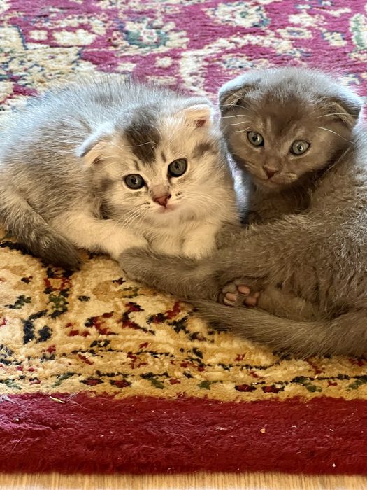 Котёнок вислоухий шотландский шиншил чистокровные