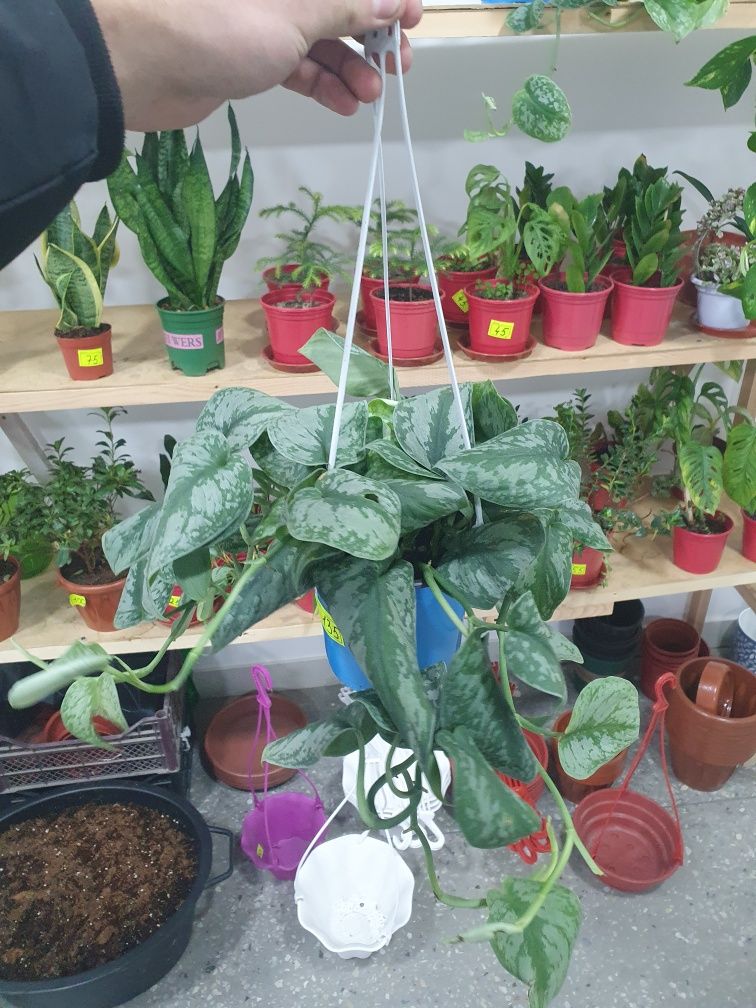Stendapsus Стендапсус