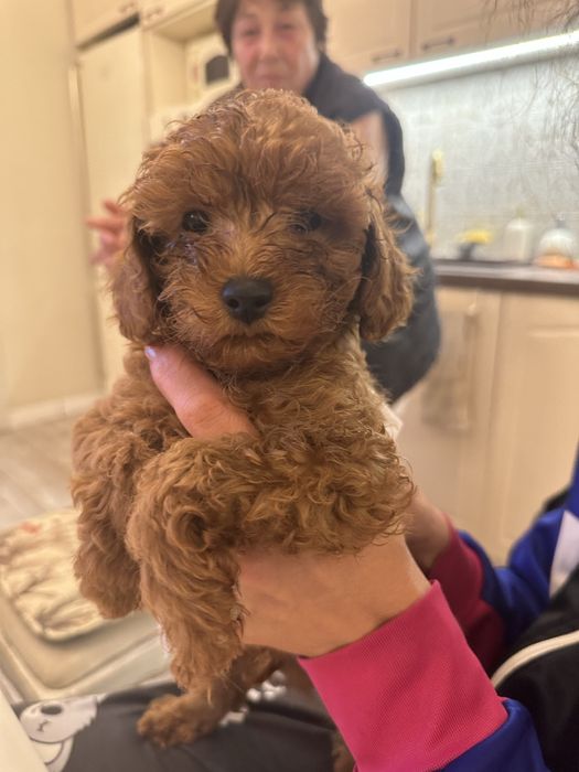 Той Пудел 100% ТОЙ