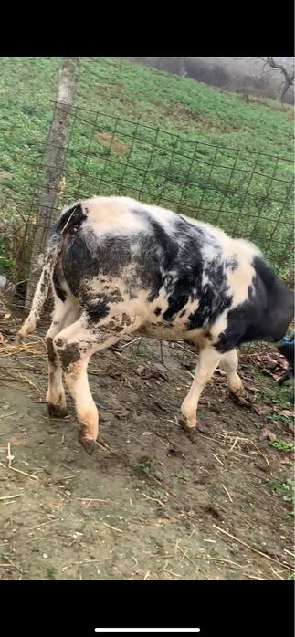 Vand vițica belgian