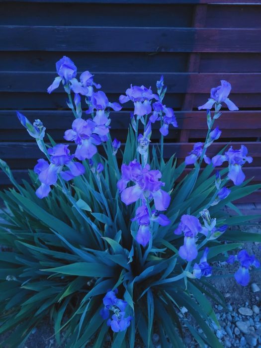 Bulbi iris alb și mov