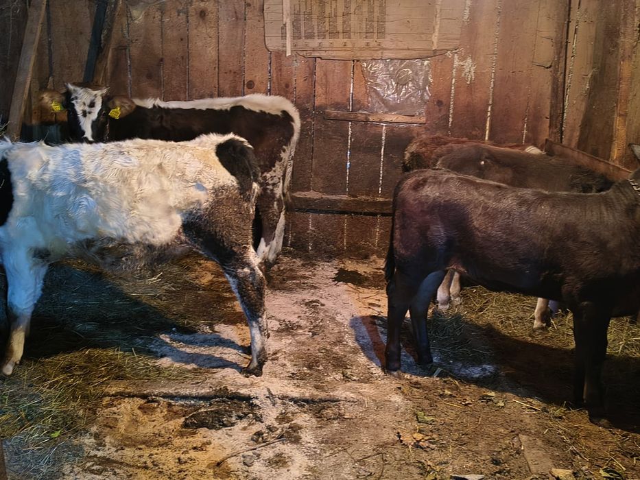 Vițele de vînzare un angus un belgian și bălțate