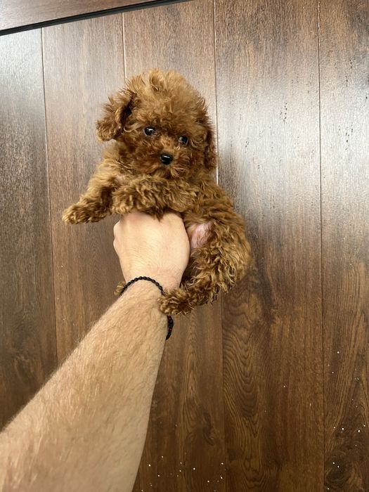 Тийкъп момичета пудел