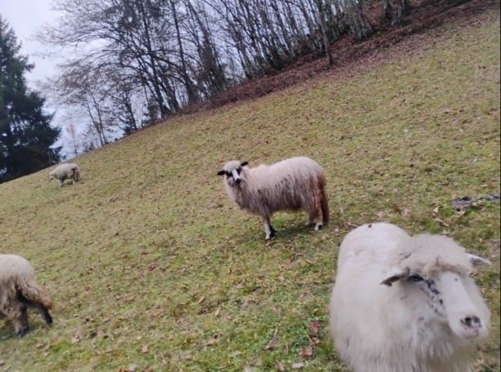 Oi de vanzare de a fata