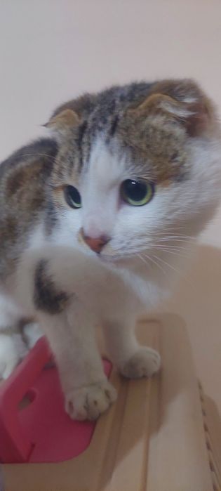 Skottish fold 5 oylik sotiladi