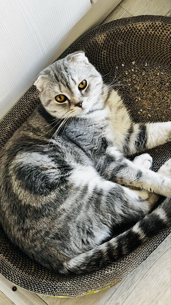Британский вислоухий кот, 1 год