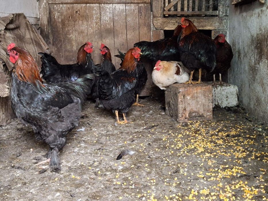 Vând cocosi, tineret de 5-6 luni