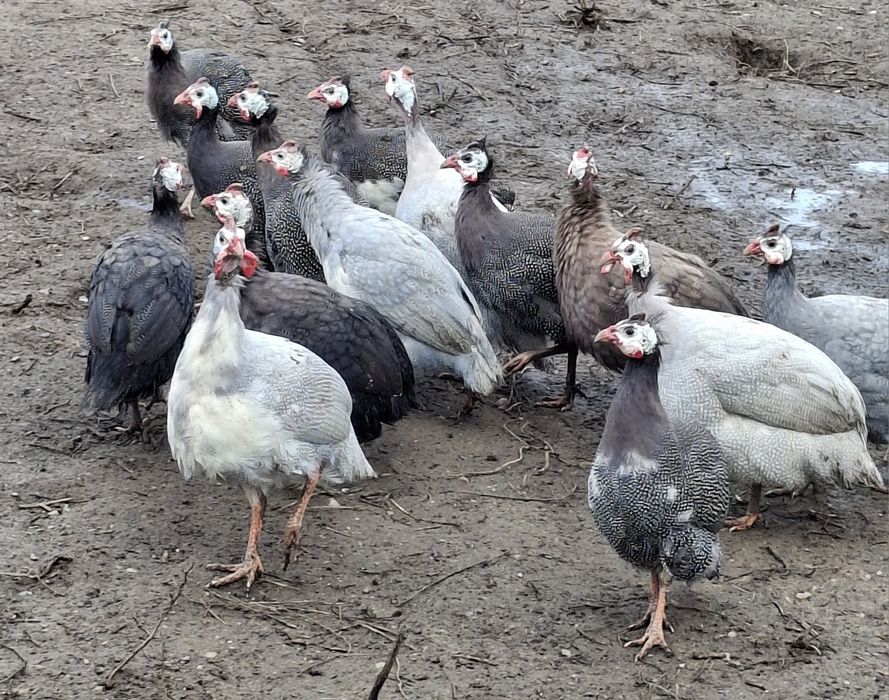 Vand bibilici, rate lesesti, cocosi olive egger ameraucana, gaste