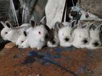 Pui iepuri diferite rase mărimi și vârste Paște