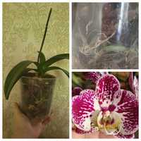 Распродаю орхидеи с домашней коллекции в связи с переездом
