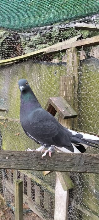 De vânzare porumbel