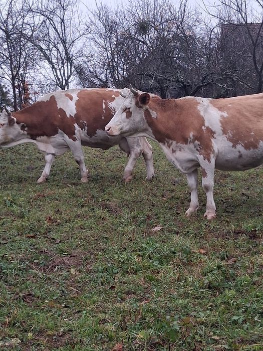 Se vand vaci gestante