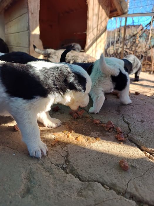 Donez căței gratis