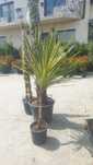 Plante decorative pentru o grădină de vis