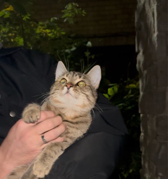 Кошка молодая, подросток