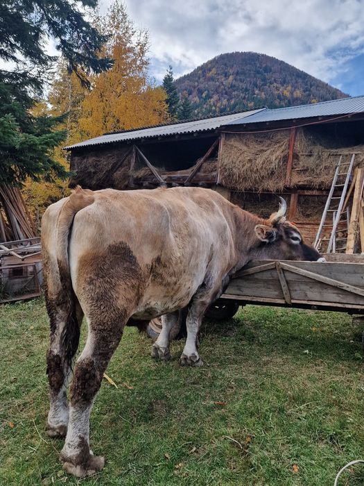 O pereche de boi de vânzare!