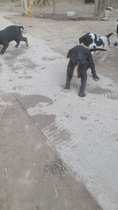 Щенки лабрадора смашаные