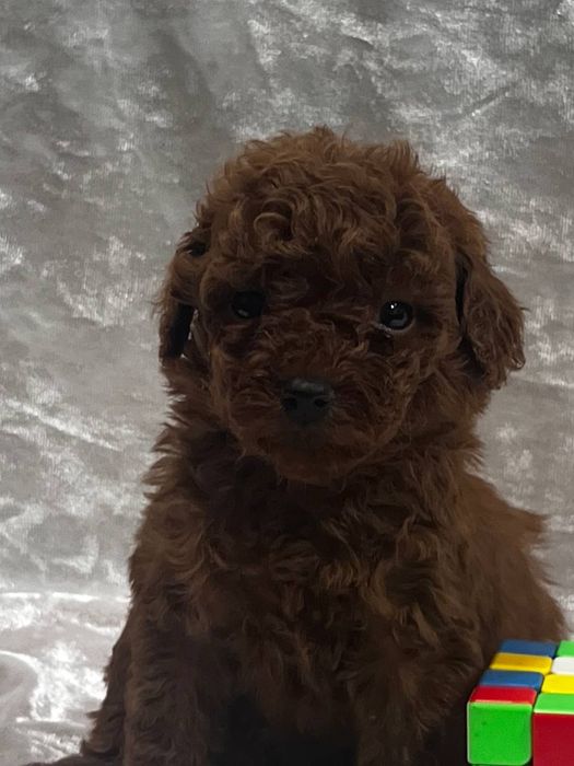 Той пудель.мальчик