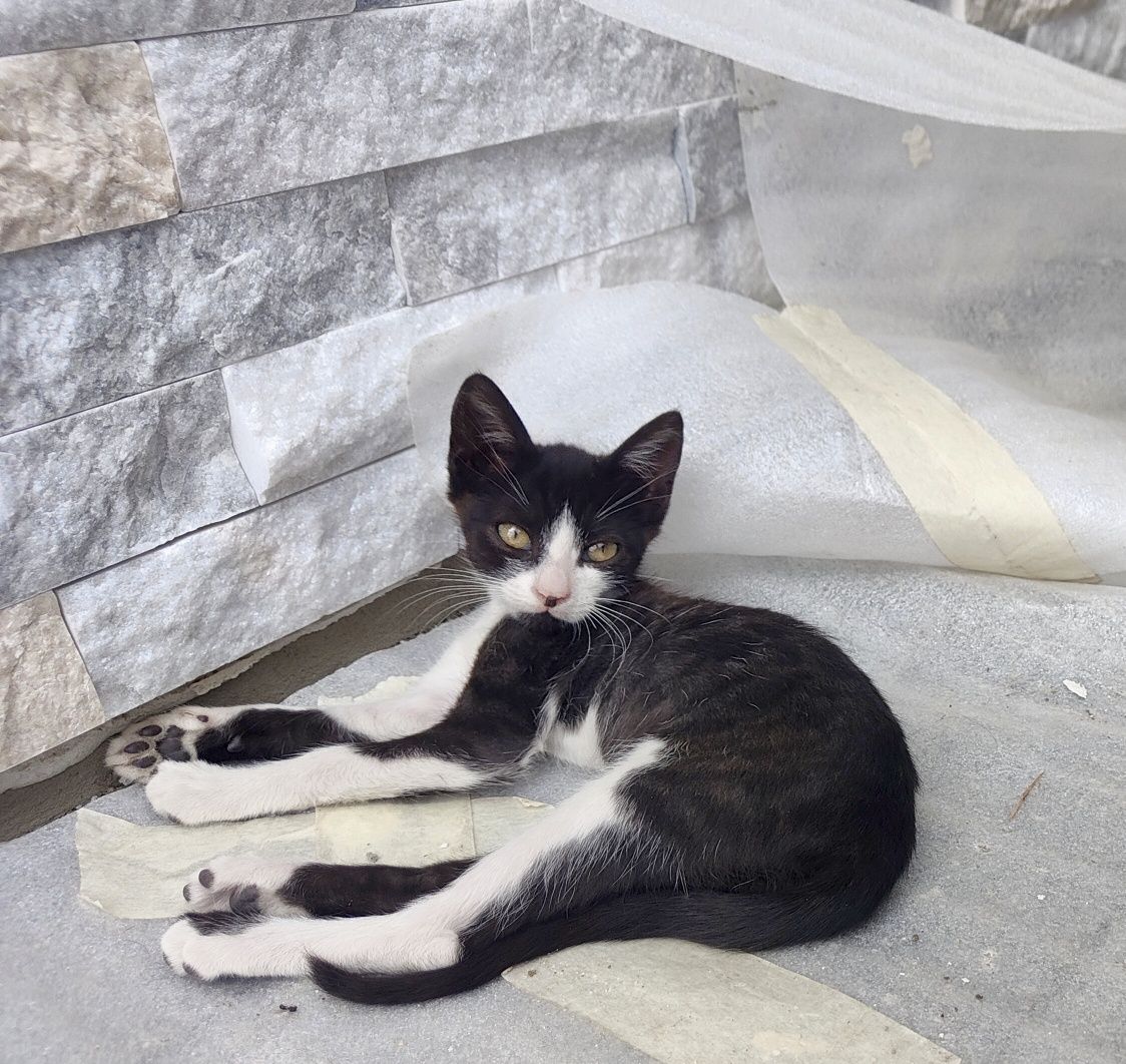 Ofer spre adopție 5 pisicuti cu sterilizare gratuita la 6luni