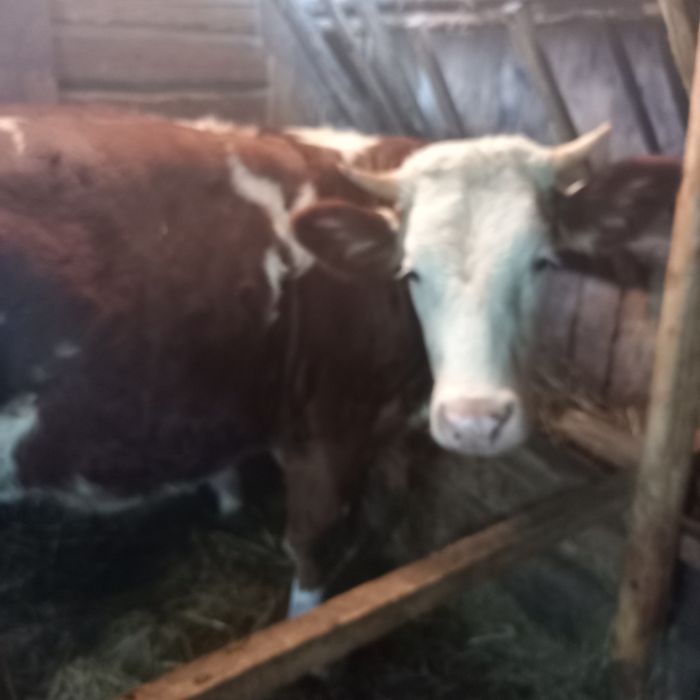 Vaci și juninci de vanzare