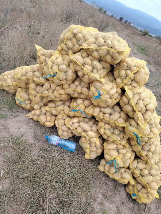 Картофи сорт СОРАЯ