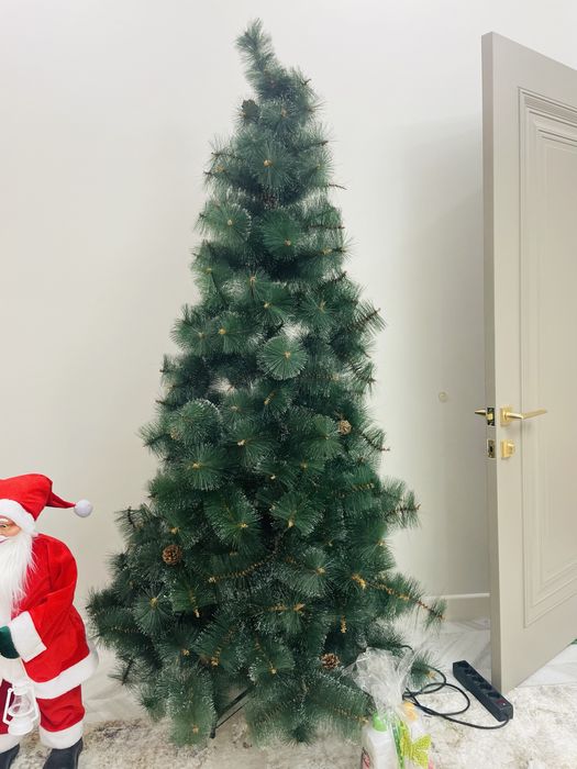 Продам Елку. Высота 1.800м.