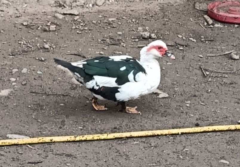 De vanzare gaste rate pekin rate mute pentru detalii in privat