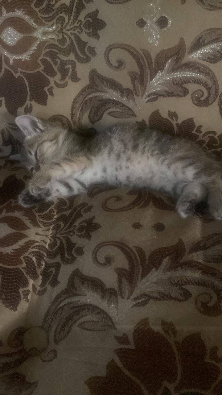 Котенок в добрые руки