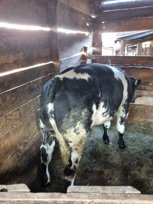 Tauras de rasa belgian