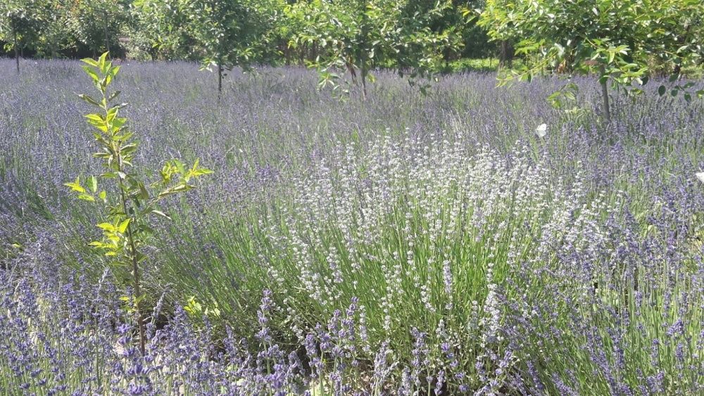 Butasi, flori si saculeti de lavanda.