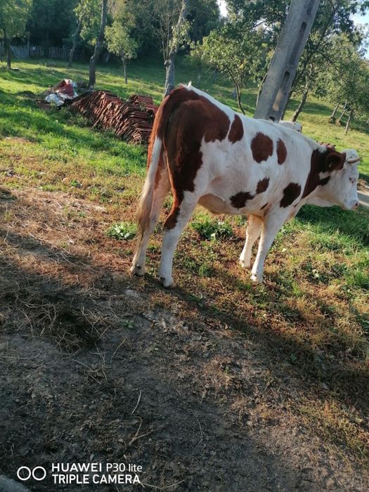 Juninci baltate gestante in 2 luni cu taur angus