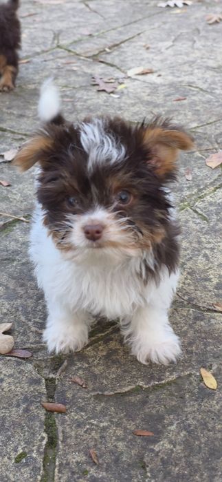 Йорки супер мини биро шоко бивър ,три момиченца!