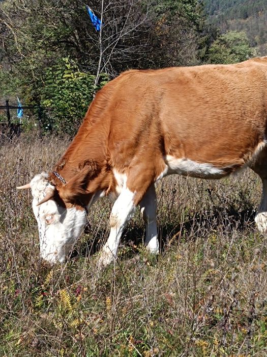 Juninca la prima fătare de vânzare!