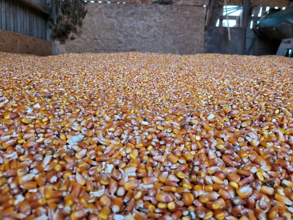 Porumb Malai Boabe de vanzare