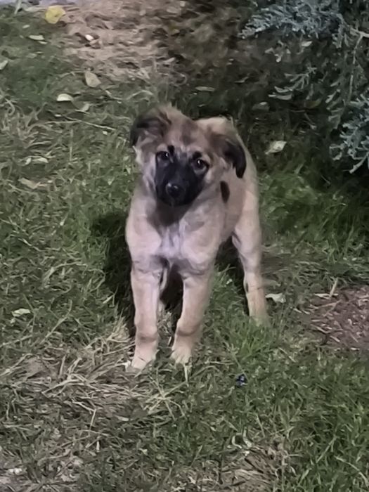 Помогите найти щенку дом